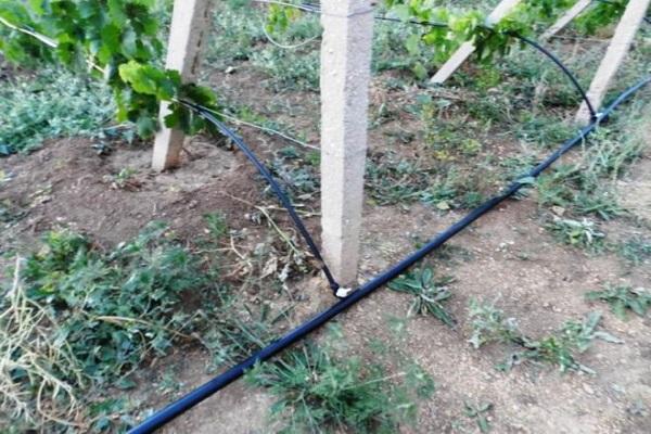 drip irrigation