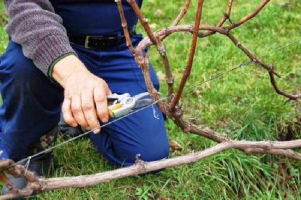 pruning for the winter