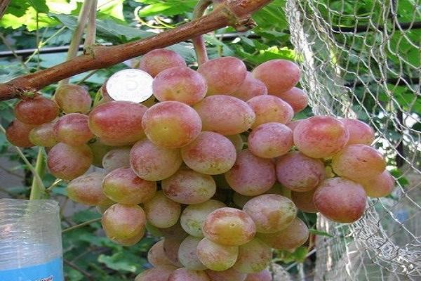 bayas de frutas