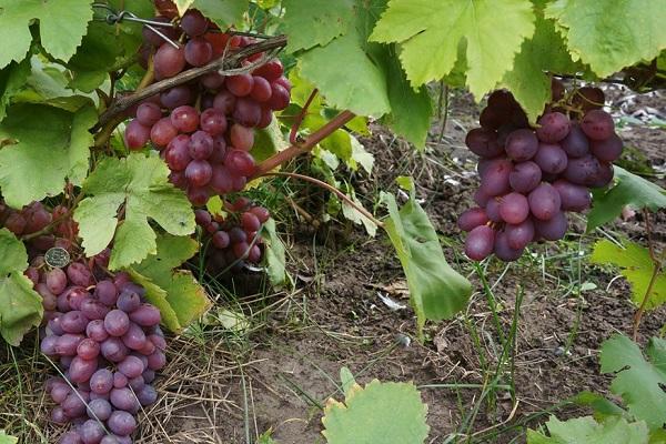 ripe harvest