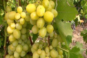 Description and subtleties of growing Pervozvanny grapes