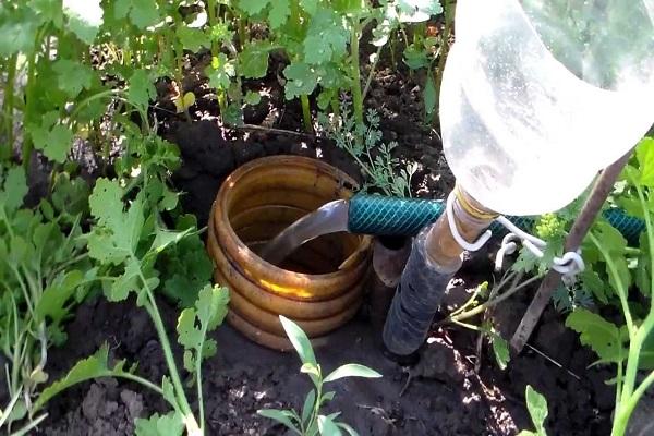 watering at the root