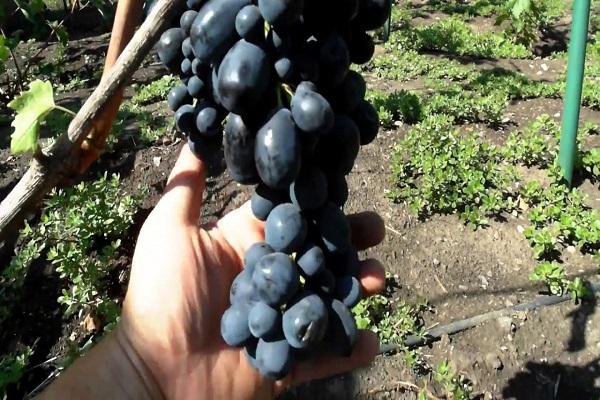 harvest in hands