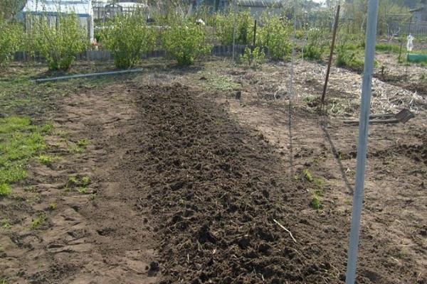 planta en el sitio