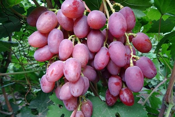 bouquet de fruits