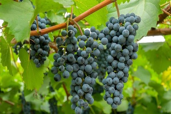 varietal grapes