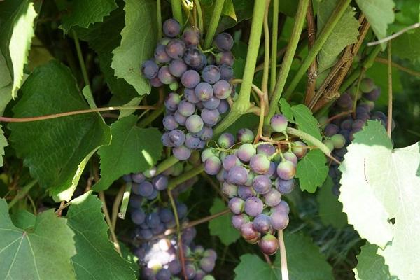 berries are ripening