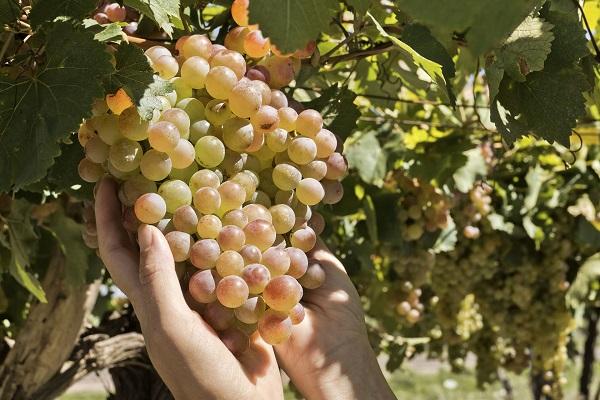 grapes ripen