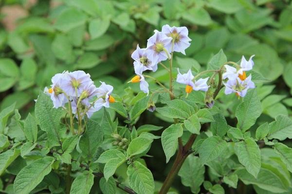 patatas en flor