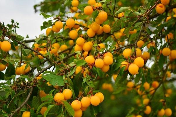 bayas en el árbol