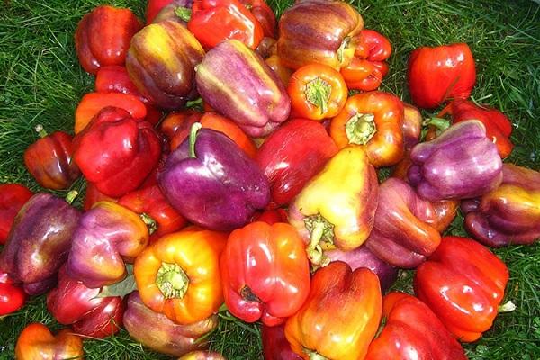 un bouquet de poivre