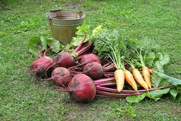 alimentos preparados