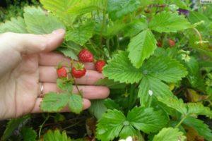 Descripción y sutilezas del cultivo de fresas de la variedad Ruyan.