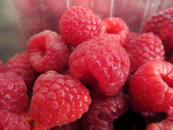 arbat raspberry