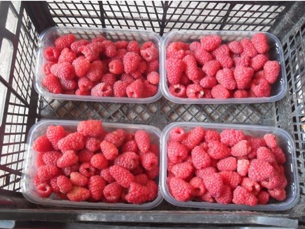 arbat raspberry