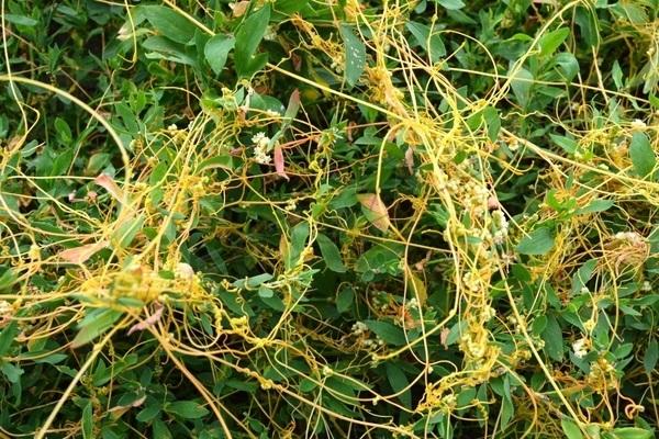 mauvaises herbes dans l'herbe