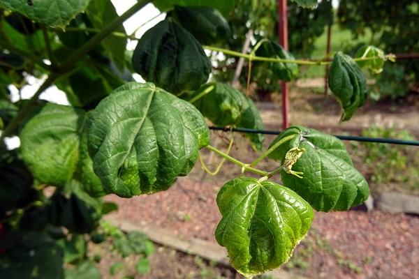 leaves wrinkle