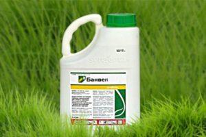 Instructions for use and the principle of operation of Banvel herbicide, consumption rates