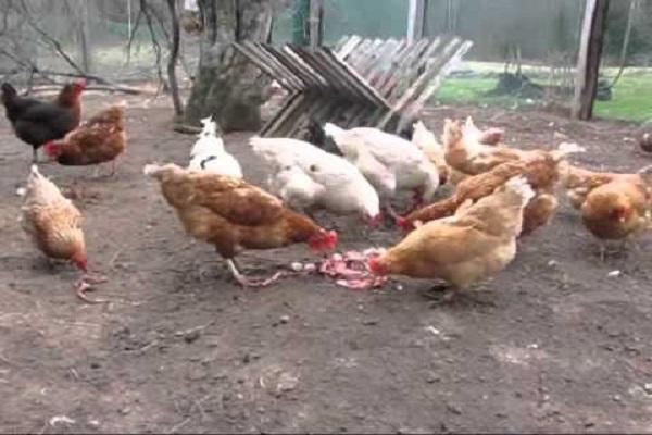 aves de corral comiendo carne