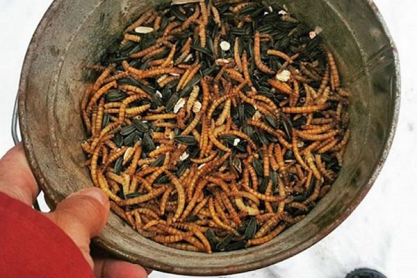 mealworms