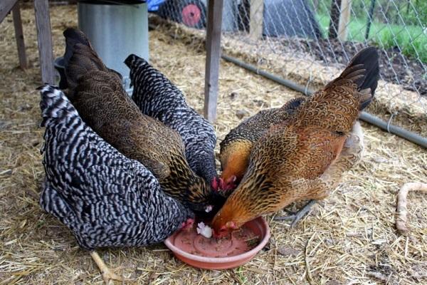 noix dans une assiette