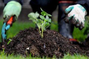 The best way to treat strawberries to get rid of weeds, a description of herbicides