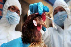 Symptoms of plague in chickens and why the disease is dangerous, methods of treatment and prevention