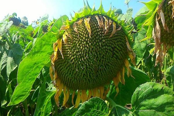 girasol floreciente