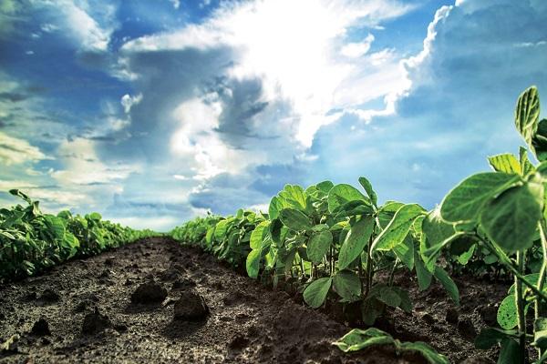 cultivo en el campo