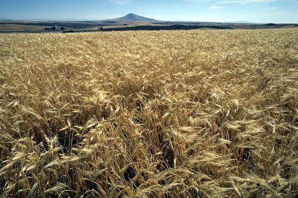 ripe wheat