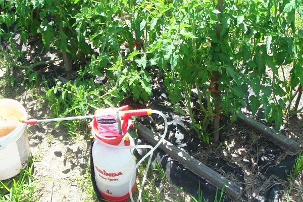 pulvérisateur de tomates