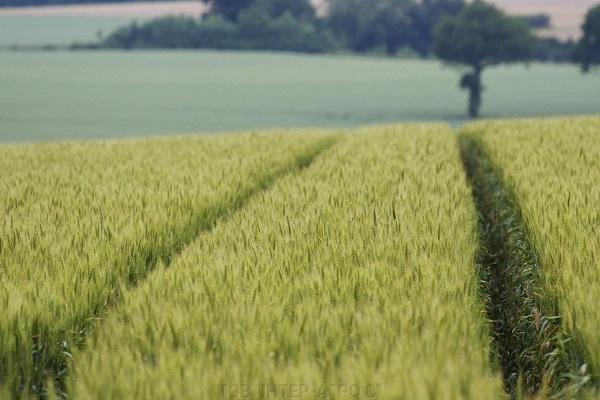 wheat field