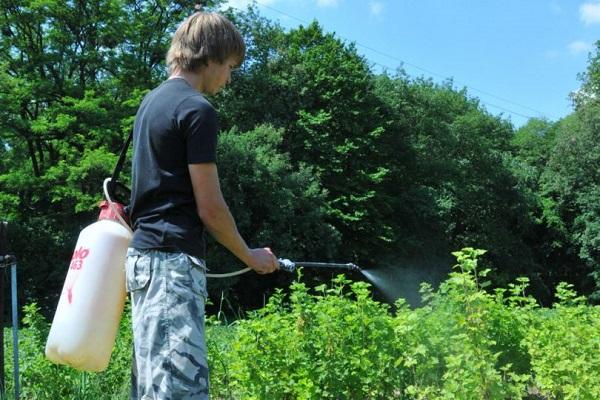 homme dans le jardin