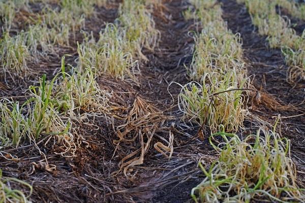 destruction of crops