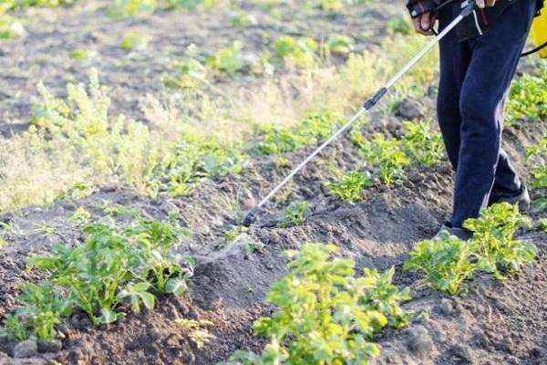 usar en el campo