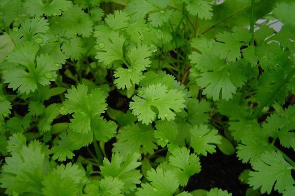 green parsley