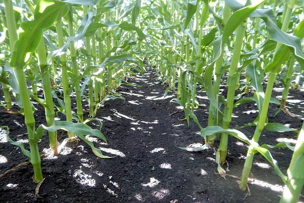 weed-free corn