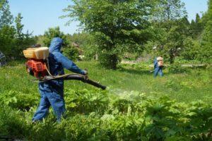 Description des meilleurs herbicides de la berce du Caucase et des règles de traitement des médicaments