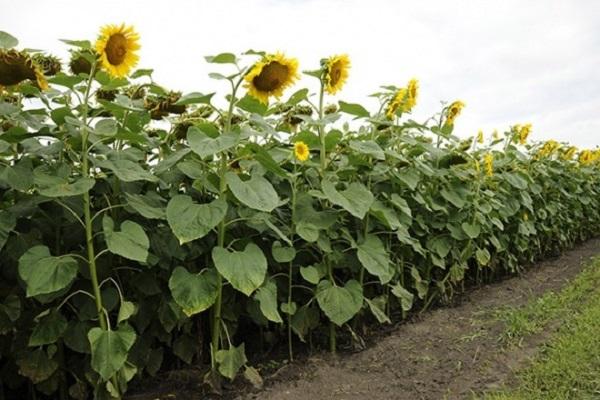 girasol floreciente