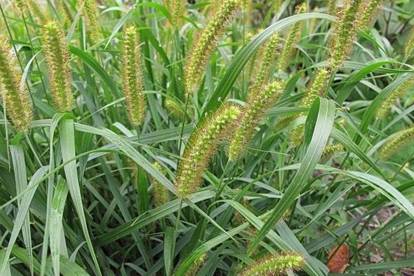 bristle grass