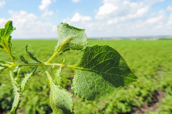 Herbicide Treflan: mode d'emploi, principe de fonctionnement et taux de ...