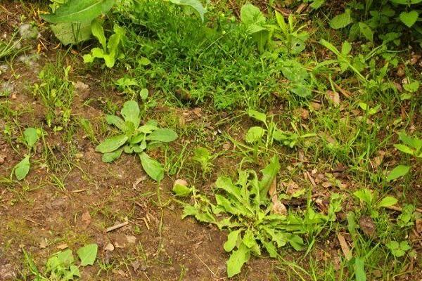 mauvaises herbes dans le sol