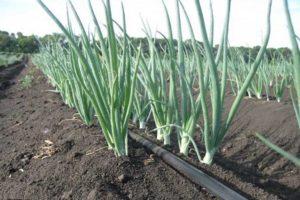 Description des herbicides pour le traitement des oignons et mode d'emploi contre les mauvaises herbes