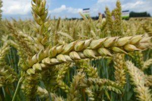 Review and description of popular herbicides for treating wheat from weeds