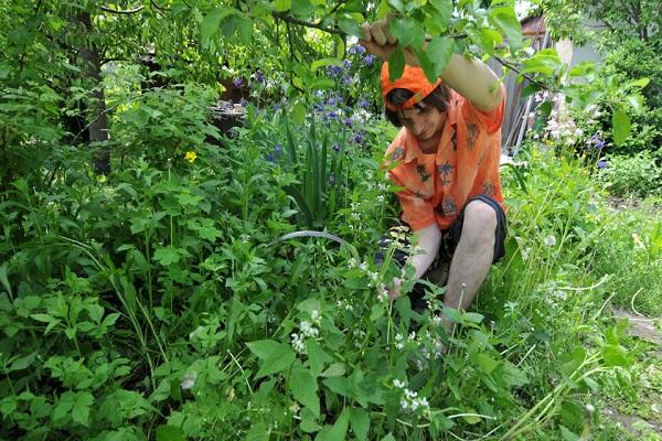 jardin dans l'herbe