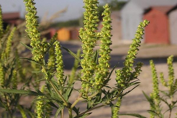 harmful ragweed