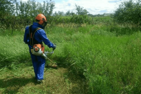 tondre les mauvaises herbes