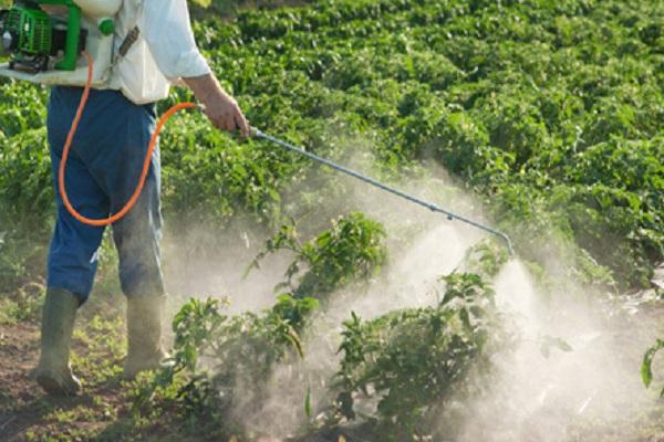 herbicide sur pommes de terre