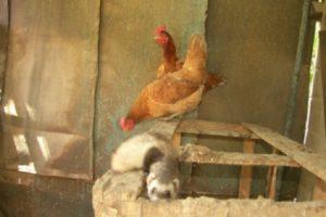 How to quickly get rid of weasel in a chicken coop and the rules for dealing with predators