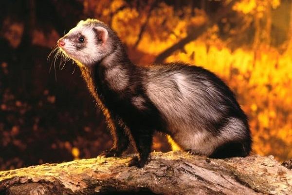 furet dans un arbre